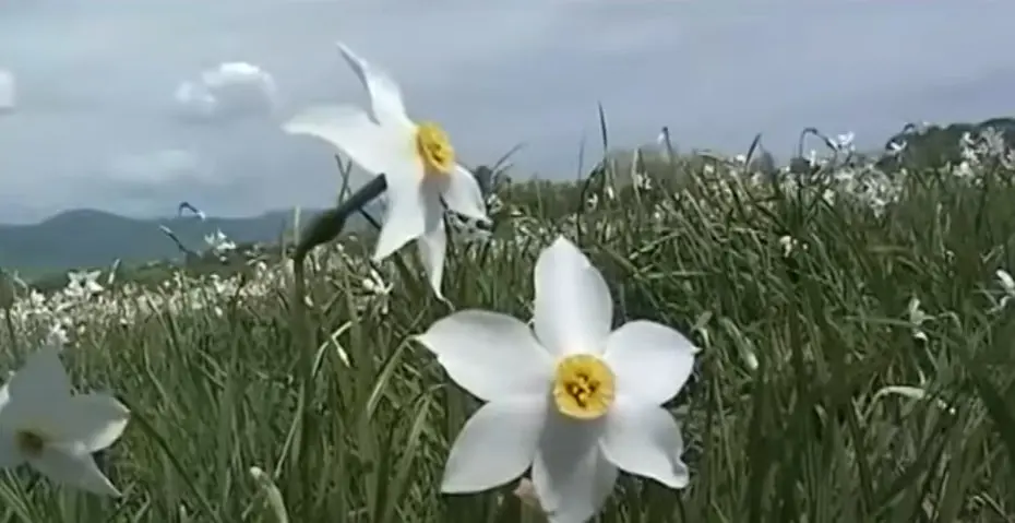 Долина нарцисів, Хуст